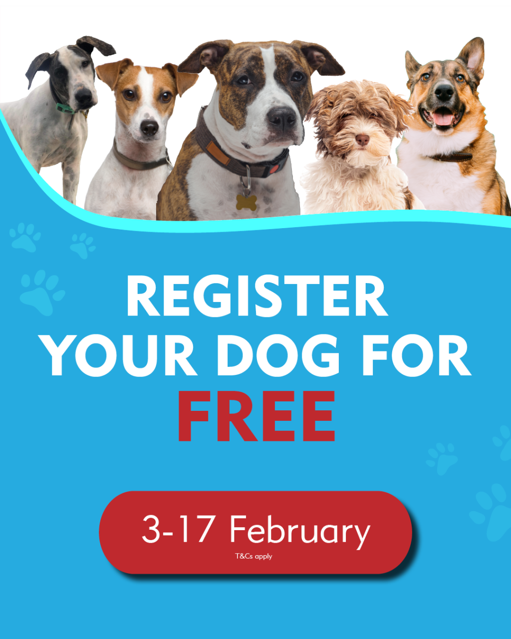 Free Dog Registrations During Council Amnesty